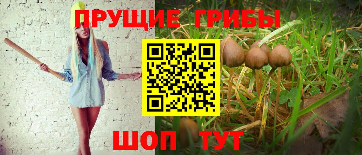 Галлюциногенные грибы Psilocybe  Вход с VPN  Нефтекумск 